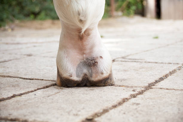 Mud fever, pastern dermatitis in lower limbs of horses leg stock photo