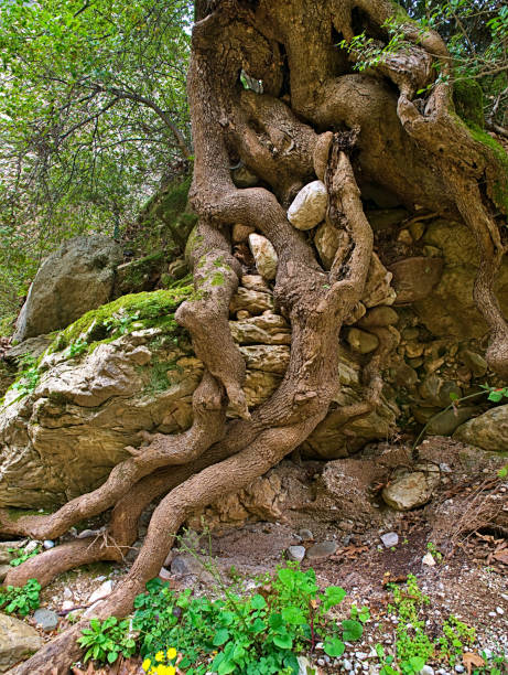 istock Tree trunk and  big tangled roots above ground and around rocks. 1177511428