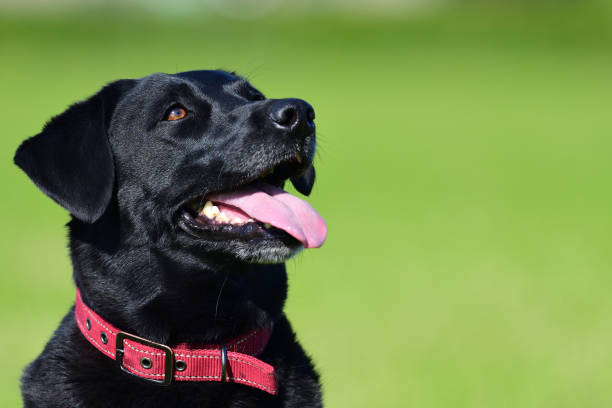 labrador negro - rule of third fotografías e imágenes de stock