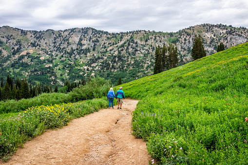 Alta, USA - July 26, 2019: Albion Basin, Utah 2019 meadows trail in wildflowers season in Wasatch mountains with road and senior couple walking