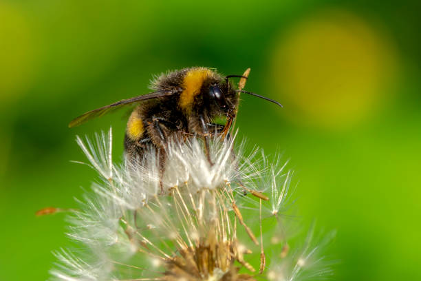 istock Beautiful  Bee macro in green nature 1177512030