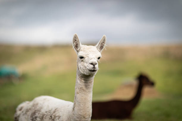 istock a brown and a white shorn alpaca standing on a meadow and looking into the camera 1177514932