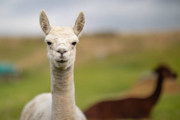 istock a brown and a white shorn alpaca standing on a meadow and looking into the camera 1177514936