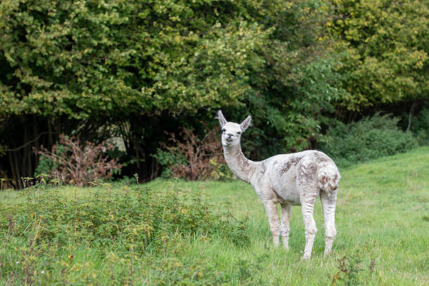 istock a white shorn alpaca stands on a meadow and looks into the camera 1177514948