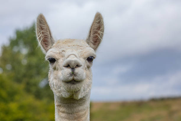 istock a white shorn alpaca stands on a meadow and looks into the camera 1177514950