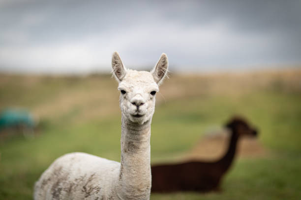 istock a brown and a white shorn alpaca standing on a meadow and looking into the camera 1177514969