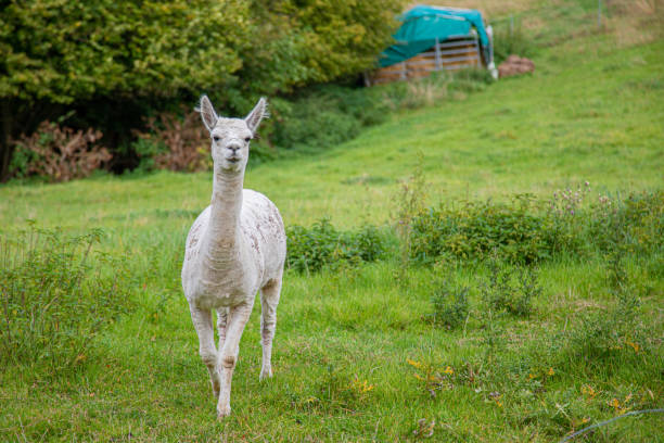 istock a white shorn alpaca stands on a meadow and looks into the camera 1177514975