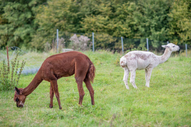 istock a brown and a white shorn alpaca standing on a meadow and looking into the camera 1177514976