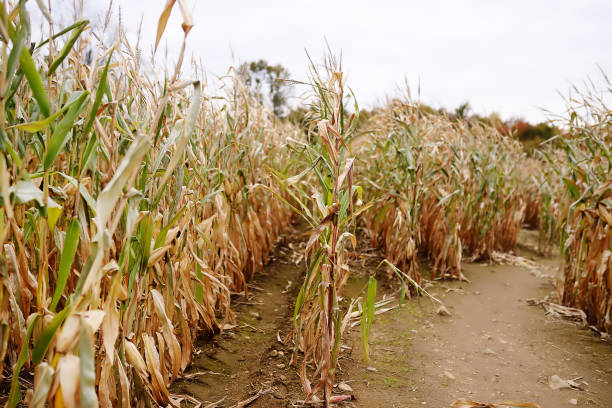istock Dried corn stalks in a corn maze on pumpkin fair at autumn. 1177515856
