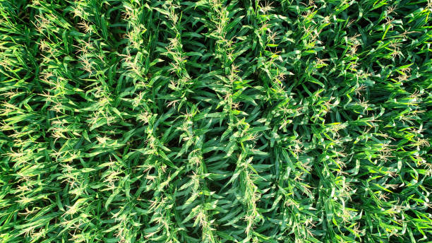 istock Aerial drone view of organic corn farming 1177516067