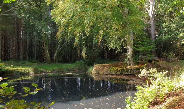 istock Forest and pond in autumn 1177516336