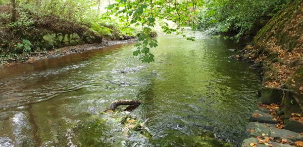 istock Still waters of river and lush green foliate 1177516424