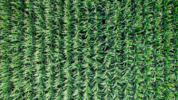 istock Aerial drone view of organic corn farming 1177517034