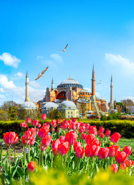 tulipani a istanbul - cupola asia turkey istanbul foto e immagini stock