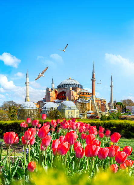 istock Tulips in Istanbul 1177517364