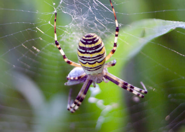 Wasp Spider (Argiope bruennichi) on spider web in a meadow