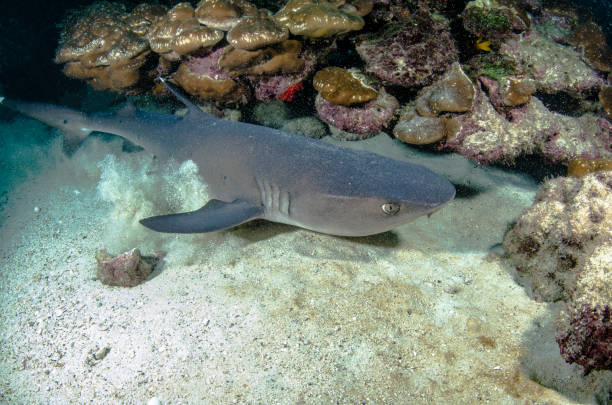 sich hinlegen - whitetip reef shark stock-fotos und bilder