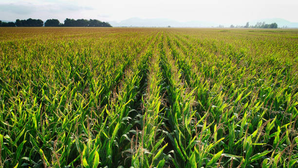 istock Aerial drone view of organic corn farming 1177517628
