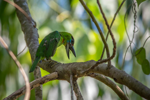 istock Red-throated Barbet (Megalaima mystacophanos) 1177519822