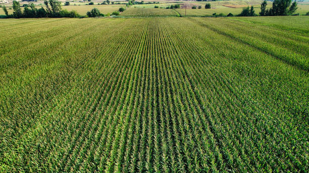 istock Aerial drone view of organic corn farming 1177519897