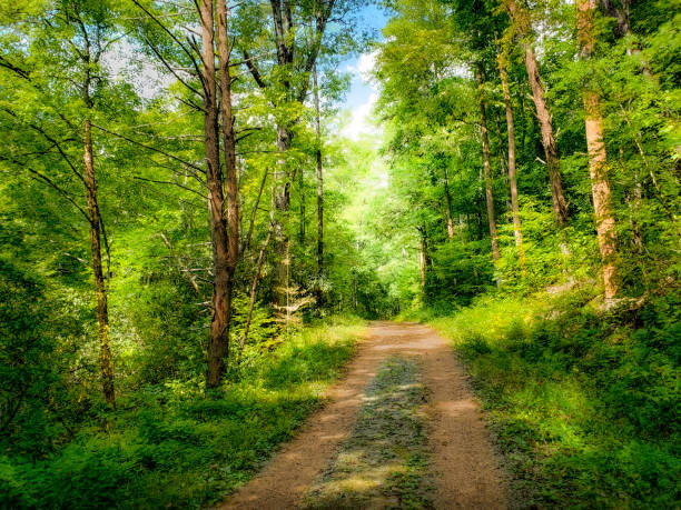 istock Forest Road in Summer - The Appalachian Mountains 1177520312