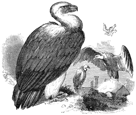 Griffon Vultures (Gyps Fulvus). Vintage etching circa mid 19th century.