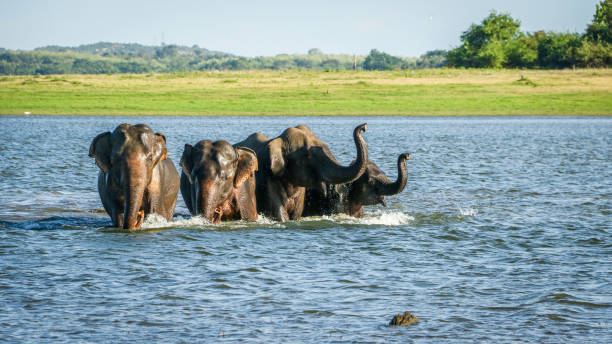 istock Wild Elephants family bathing 1177525130