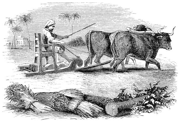 시골 이스라엘에서 threshing 카트를 사용 하 여 농부 - 오스만 제국 19 세기 - oxen yoke stock illustrations