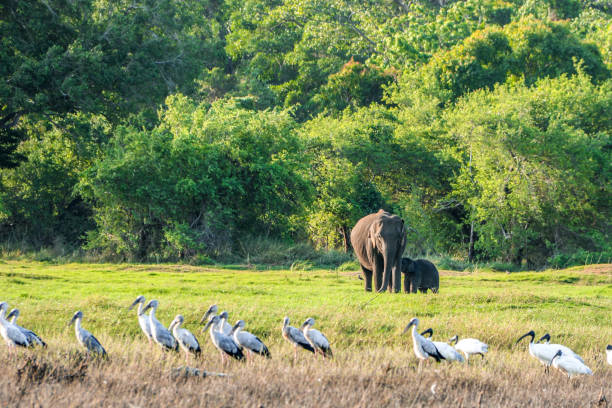 istock Wild Elephant baby and mother 1177525301