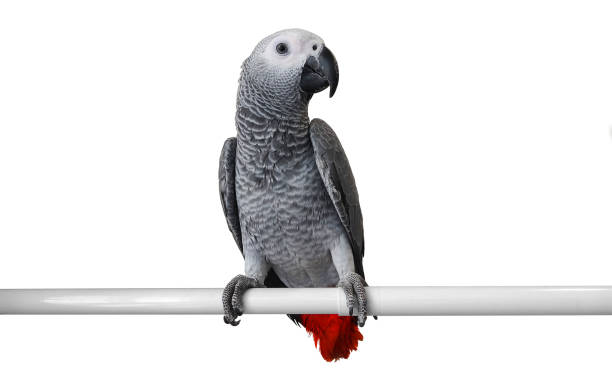 istock Beautiful African Grey Parrot seated on a stick looking side. Psittacus Erithacus isolated in front of white background 1177528374