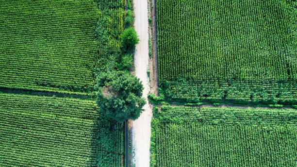 istock Aerial drone view of organic corn farming 1177529904