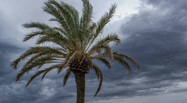 istock Natural template of Palm tree in the wind against a heavy cloudy sky. 1177530281