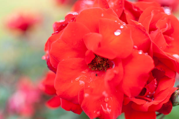 istock Red rose with rain drops on petals in the park 1177530977
