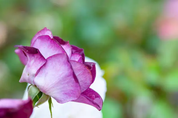 Pink rose with violet border of petals in the park.