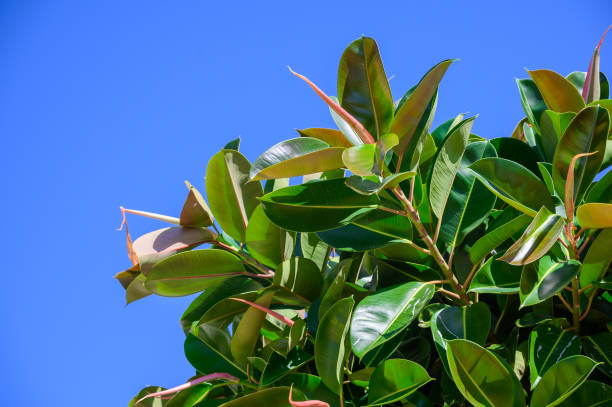 istock Ficus big leaves close-up against the blue sky 1177532134