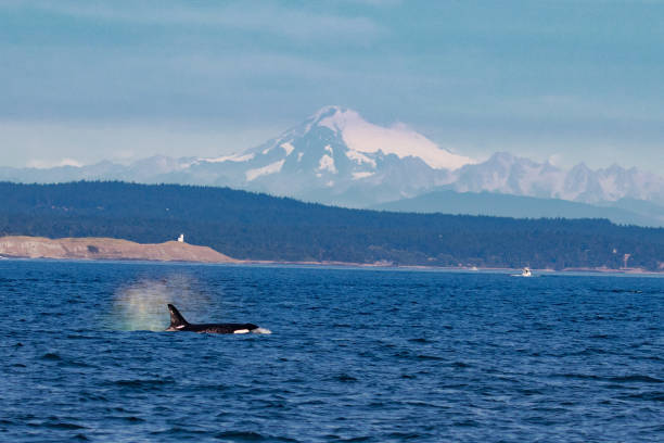 istock Orcas of the northwest 1177533619