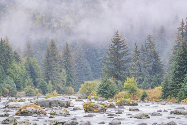 Landscape scenes near Haines where Brown bears and Bald Eagles thrive on salmon