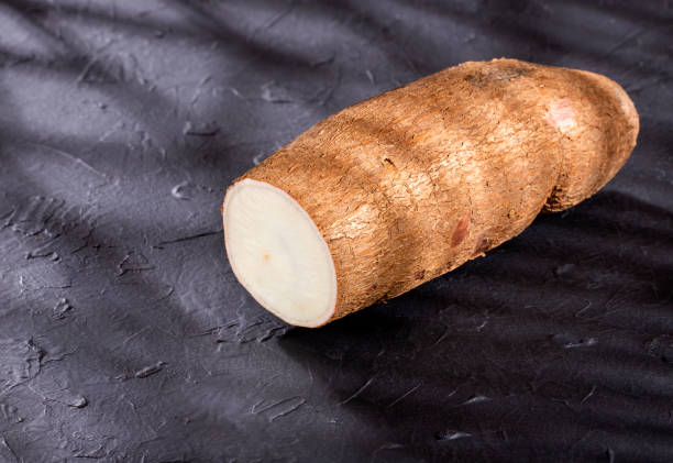 istock Cassava raw tuber - Manihot esculenta 1177536237