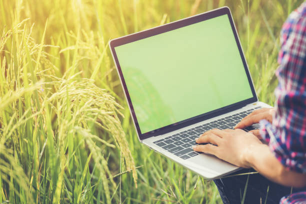 landwirt im reisfeld mit laptop - farmer rural scene laptop computer stock-fotos und bilder