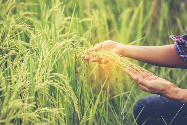 istock The farmer holds rice in hand. 1177536584