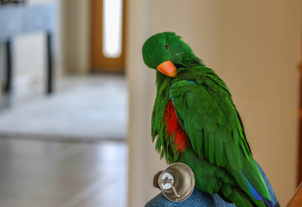 Pet parrot playing with bell Male Eclectus parrot holding small bell and grooming feathers inside house eclectus parrot australia stock pictures, royalty-free photos & images