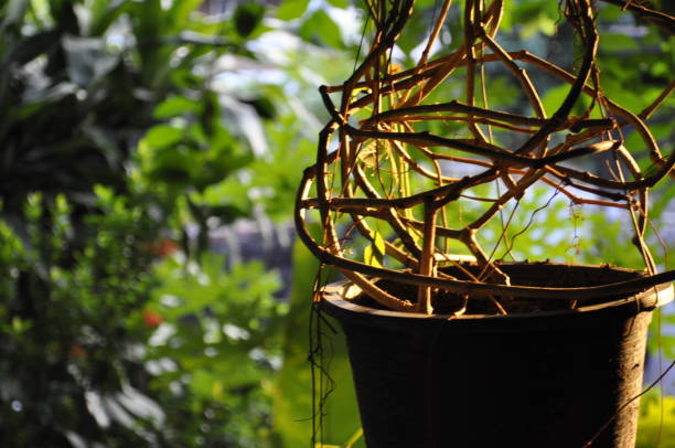 istock Backyard garden grass and plants in golden afternoon light. 1177541064