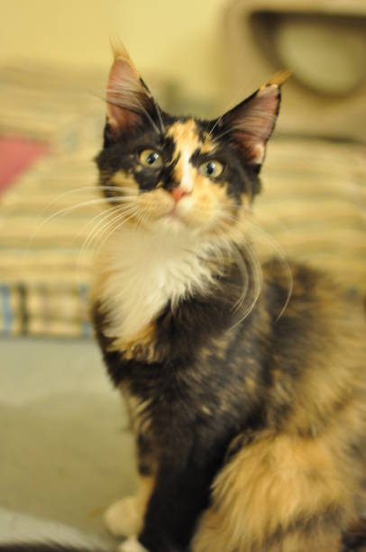 istock Domestic indoor pedigree Maine Coon cat / kitten. 1177541738