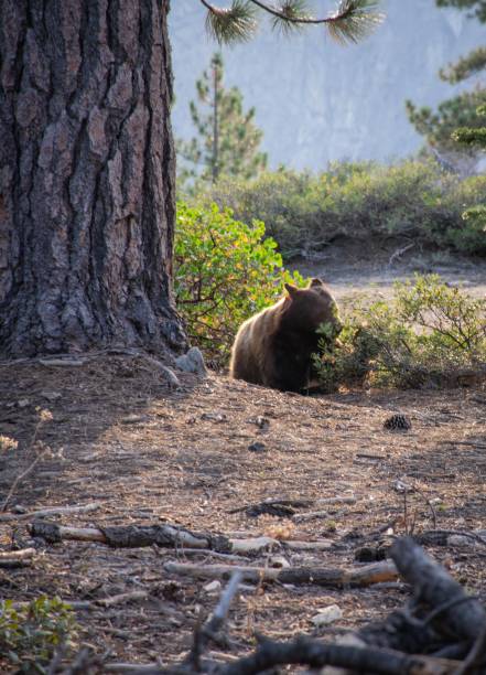 Bear at sunrise next to Sentinel Dome in Yosemite, California