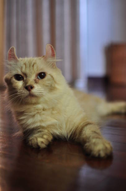 Domesticated indoor pedigree American Curl cat / kitten.