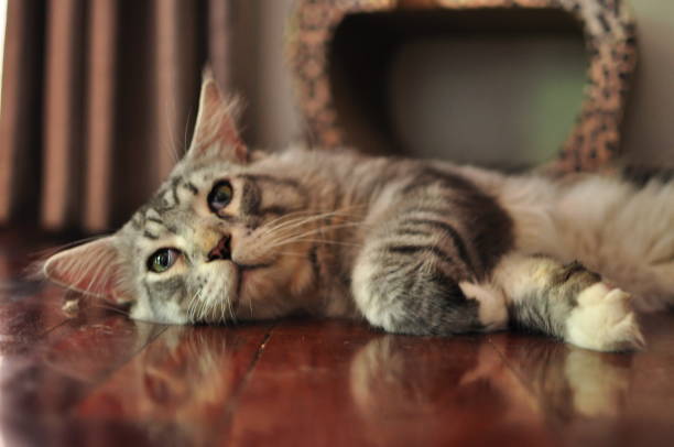 istock Domestic indoor pedigree Maine Coon cat / kitten. 1177545202