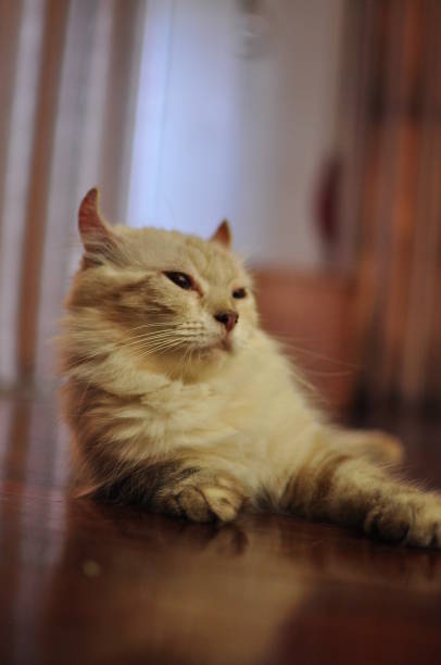 istock Domesticated indoor pedigree American Curl cat / kitten. 1177545263