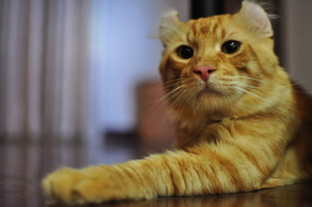 istock Domesticated indoor pedigree American Curl cat / kitten. 1177545368