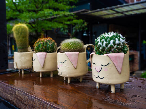 Cactus in colorful ceramic pot