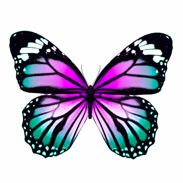 istock tropical colorful butterfly isolated on white background 1177546424